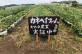 ISEは、状況をイメージで解釈し、対象者に行動変容を働きかける独自技術をスマート農業分野へ展開するため、実証を開始しました