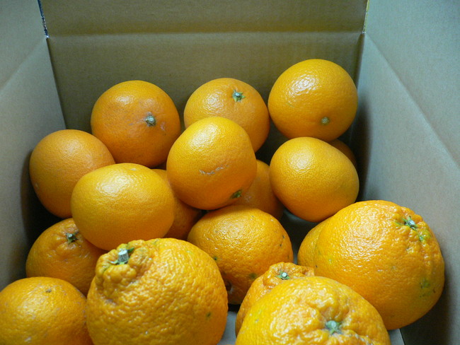 和歌山有田産柑橘セット約５キロ箱　２，６７８円（税込）