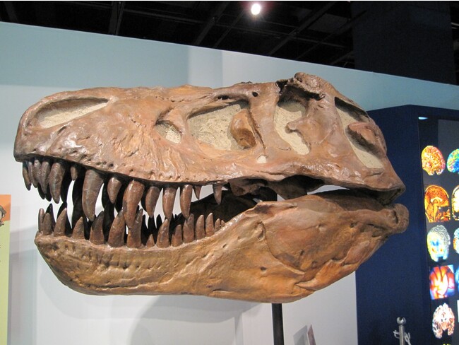 【ティラノサウルス】（発掘された化石の一例）最大全長13mに達する肉食恐竜で、バナナのような歯で獲物を骨ごと噛み砕いて捕食していた。（以上の画像提供：中央宣伝企画(株)）