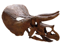 【トリケラトプス】（発掘された化石の一例）３本のツノという意味の鳥脚類の恐竜で、しばしばティラノサウルスと対決していた。