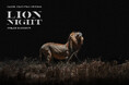 満月の夜に生きるライオンを追った写真展「LION NIGHT」、パリから東京へ。上野・国立科学博物館を会場に開催決定！
