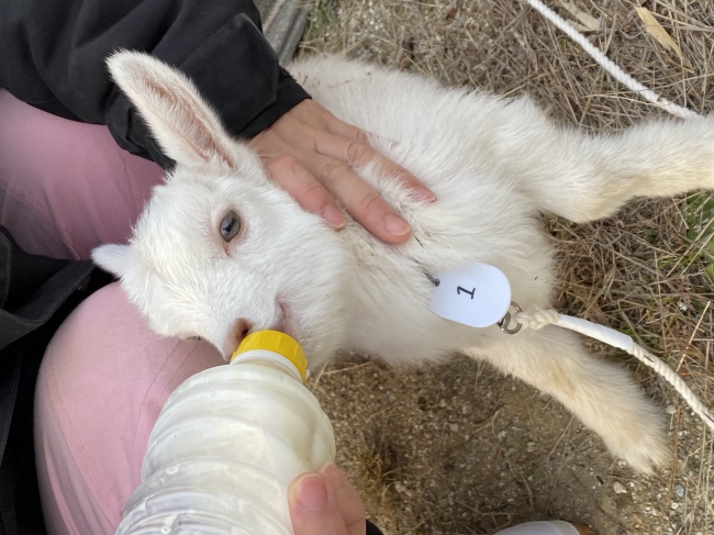 ヤギ牧場【愛知ヤギ農場】赤ちゃんヤギはすべて人工授乳で育てます