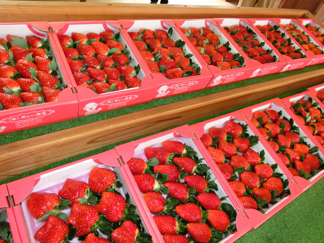 収穫されたばかりの新鮮な苺を販売（１２月～５月頃まで）