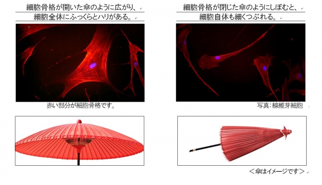 ハリを極め、究極のハリ肌を目指す美容液、誕生。コラーゲン