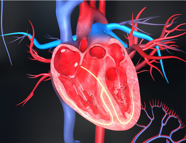 世界の構造心臓デバイス市場 18ー24年の予測期間中に10 2 のcagrを目撃すると推定 Kenneth Researchのプレスリリース