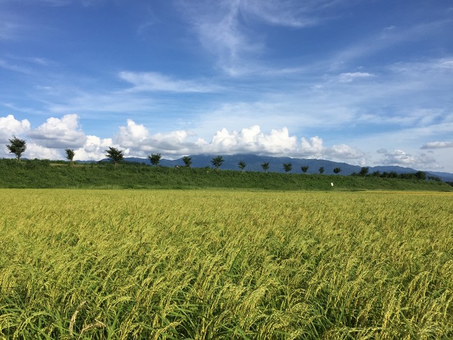 新潟県産米100％の酒造りにこだわります