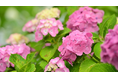 【JAPAN 47 GO厳選】初夏のおでかけに!6月の全国イベント情報をお届けします♪