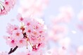 【JAPAN 47 GO厳選】春到来♪「JAPAN 47 GO」から、全国のお花見情報をお送りします！