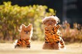 【イベントレポート】犬とキャンプを融合したイベントに1日で約2,000人が来場。キャンプ場近くの遊休地を有効活用して地域活性化に一役買うアウトドアマルシェが大盛況！