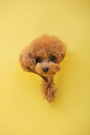 ブライダル撮影最大手のデコルテが 愛犬専用フォトブランド Dogbirthday をリリース 株式会社デコルテのプレスリリース