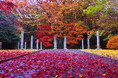 紅葉前線の到来間近!川崎市の代表的紅葉スポット「生田緑地」で深まる秋の彩りを楽しもう!