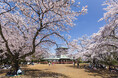 開花目前!多摩区の桜の名所と恒例イベントで春の訪れを満喫