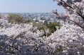 今年の桜前線の到来が目前に！都心からもアクセス良好・圧巻の桜が楽しめる川崎市多摩区の桜の名所