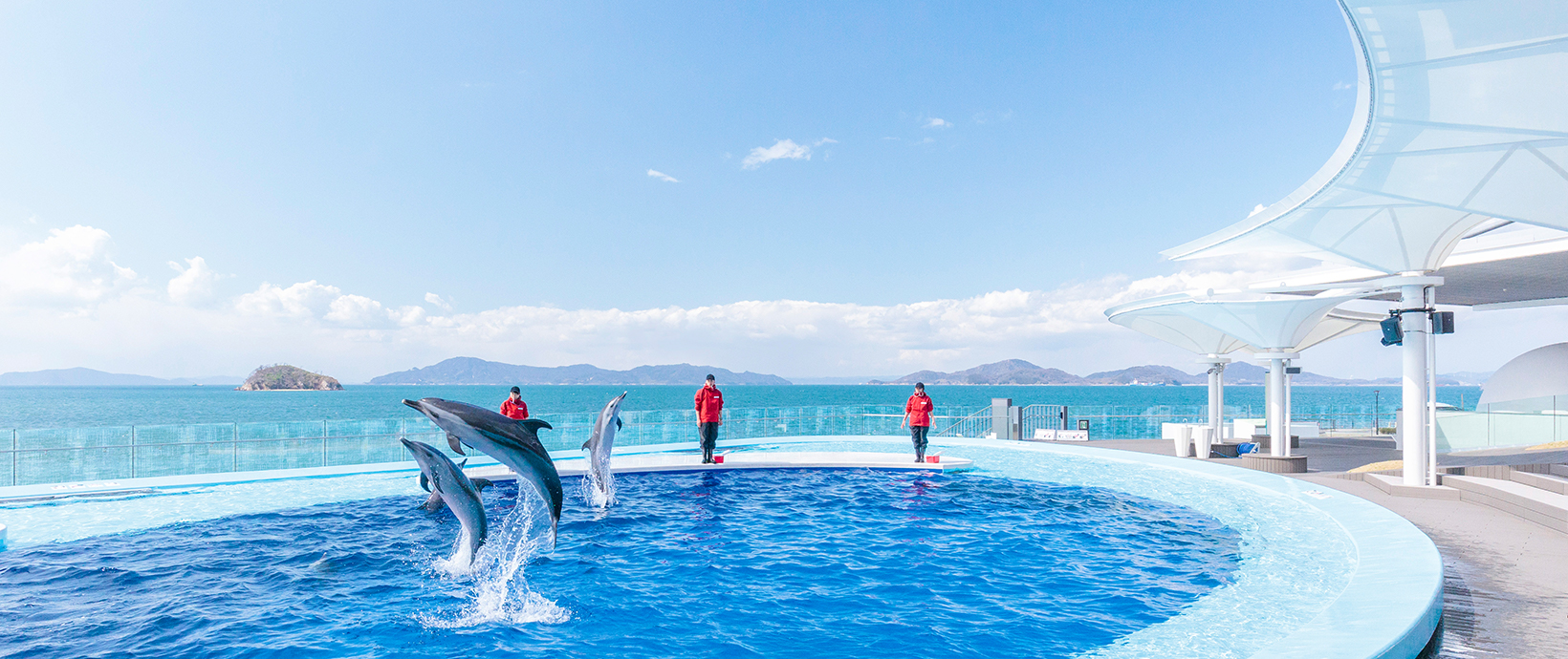 香川ファイブアローズ 四国水族館でイルカのトレーニングに挑戦 香川ファイブアローズのプレスリリース