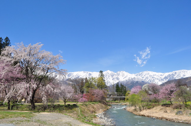 白馬村大出公園4月下旬〜5月初旬　