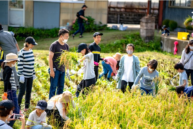 三原市大和町でのお米収穫の様子。