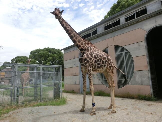 株式会社anifull】大牟田市動物園のキリン専用、オーダーメイド