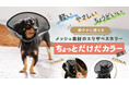 【獣医師監修】メッシュ素材の新エリザベスカラーが誕生!動物たちの快適な暮らしを実現