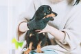 「歯磨きはもっと楽で自由でいい!」愛犬・愛猫用の“歯磨きグローブ”がついに一般販売開始!