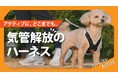 【累計2.6万個突破】"気管にやさしい"を超えた「気管に当たらない」犬用ハーネスの最新作をMakuakeにて先行発売！