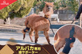 宇都宮ベルモールで活躍したアルパカの歩行をサポート！動物病院から相談を受け、アルパカ専用の膝サポーターを開発！