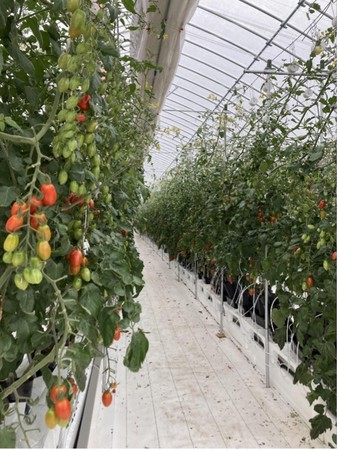 養液で栽培するトマト