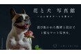 「花と犬」写真館!9月27日(金)12:00応援購入サービスmakuakeにて先行予約スタート!