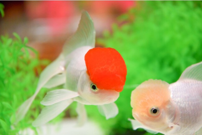 23年は 金魚新年 で幸せを引き寄せるアートアクアリウムのお正月 アートアクアリウム製作委員会のプレスリリース