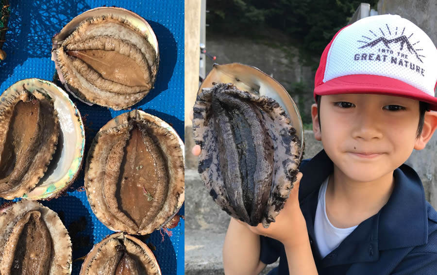 京都の祇園でしか食べられない 幻のアワビ と 新鮮なサザエ など隠岐諸島の魚介類を一般消費者に直送します 岳漁師のプレスリリース