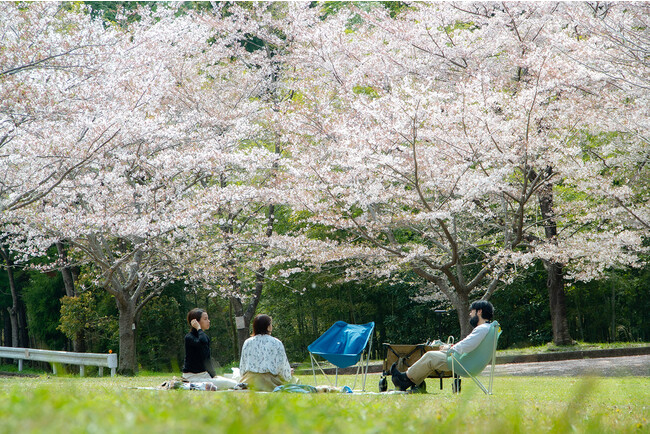 愛鷹広域公園の桜並木にて