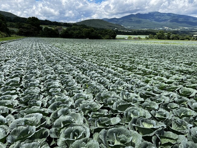 嬬恋高原キャベツの生産地