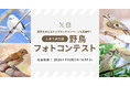 野鳥写真をInstagram・Xに投稿するだけ！しまうま出版が野鳥フォトコンテストを開催　野鳥保護チャリティキャンペーンも同時実施