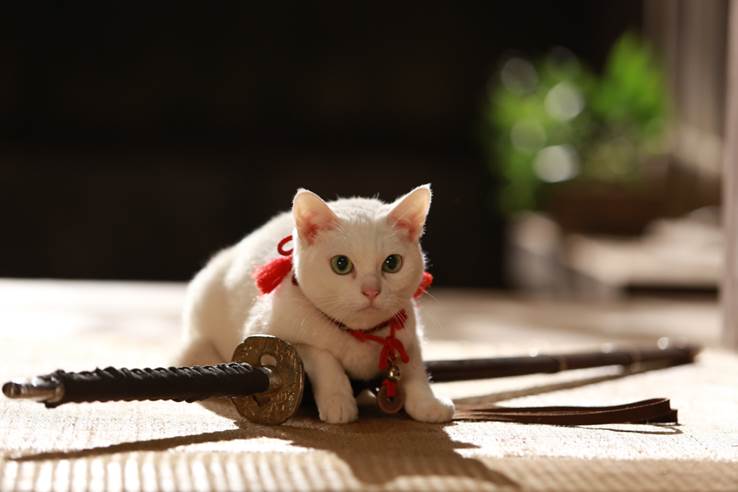 テレビ 映画 猫侍 ねこざむらい 商品化決定 雑貨 ぬいぐるみなど発売 トレンドマスター株式会社のプレスリリース