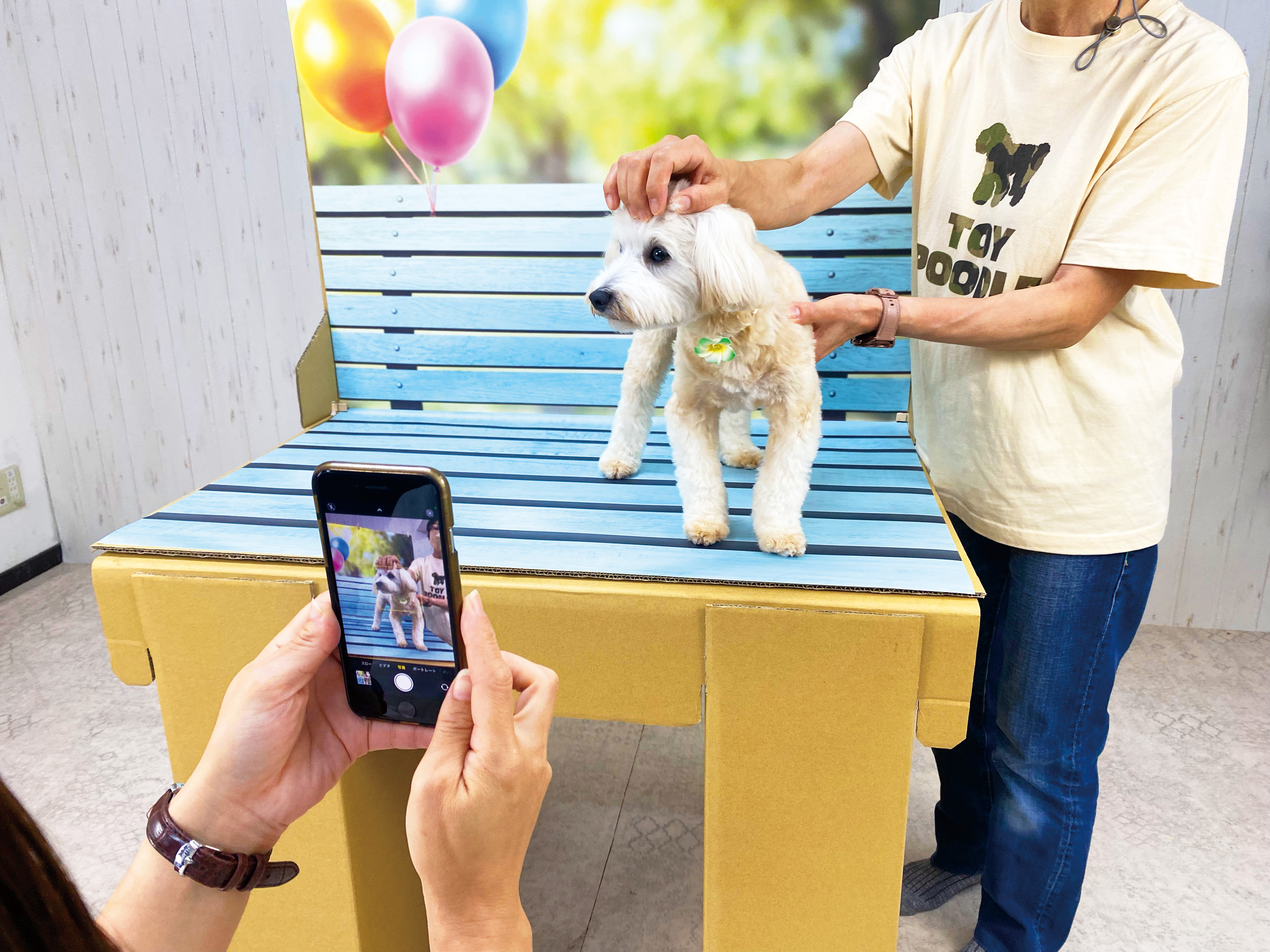 ワンちゃんフォトブースセット 【写真】【撮影】（小物付き）