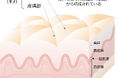 皮膚内部構造が肌表面のキメ様構造の形成に与える影響を実証