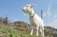 農地の粗放管理実証実験拠点として「湯河原・スピルバーグ・ヤギポート」が本格オープン