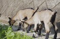 公募で決定!湯河原・スピルバーグ・ヤギポートで産まれた子山羊の名前がきまりました