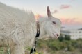 環境にやさしい除草はヤギにおまかせ。草刈りヤギちゃん、レンタルサービス本格始動