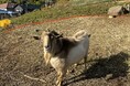 「草刈りヤギちゃん」除草実績を公開