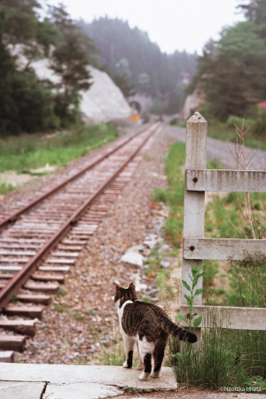 田老から眺めた未開通路線。1984年4月から三陸鉄道北リアス線として開業，宮古～久慈の直通運転がはじまった。　宮古線　田老　1983 年6月1日