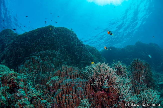 「縄文サンゴ」とも呼ばれる辺野古・大浦湾のアオサンゴ