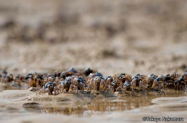 干潟に群れるミナミコメツキガニ