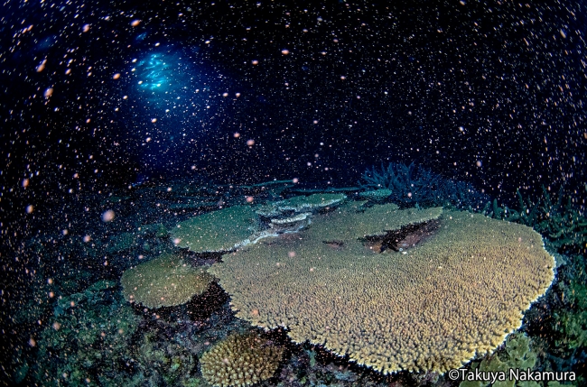 満月の夜のサンゴの一斉産卵