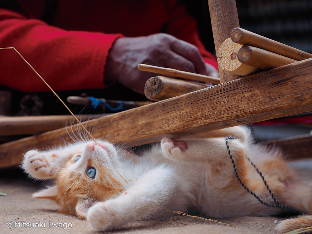 開催目前 動物写真家 岩合光昭の新作写真展 こねこ が8月2日から美術館 えき Kyotoで開催 株式会社クレヴィスのプレスリリース