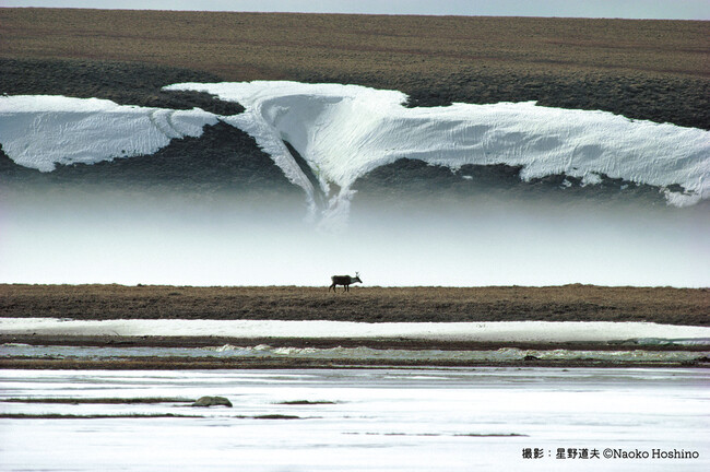 ≪春のアラスカ北極圏、群れにはぐれてさまようカリブー≫