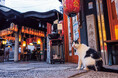 岩合光昭写真展「ご当地ねこ」が1月5日(日)より大丸ミュージアム<大阪・梅田>にて開催されます!