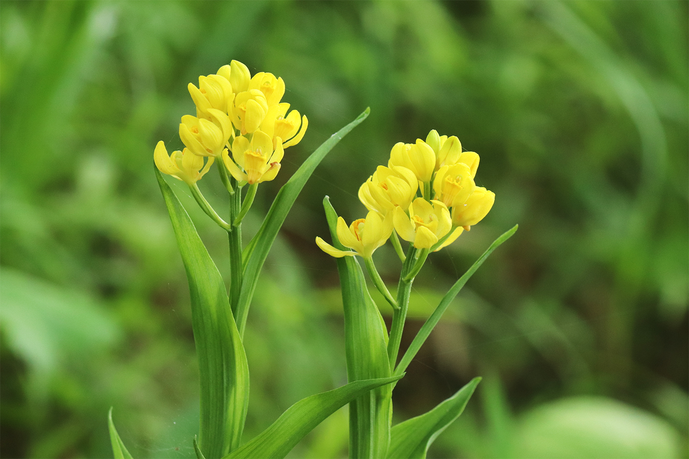 埼玉県北本市 市内で絶滅危惧 類のキンランの花が満開です 北本市役所のプレスリリース