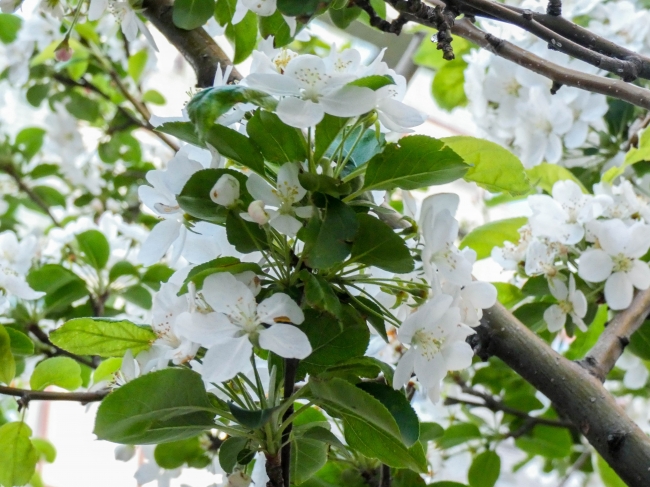 南門シルクロード通りは、姫林檎の花が満開（2019年4月13日撮影）