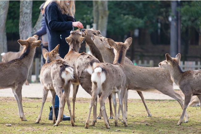 鹿せんべいで鹿とふれあいができます