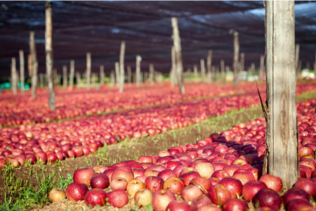 カンパニア地方で生産されるアルヌカリンゴ
